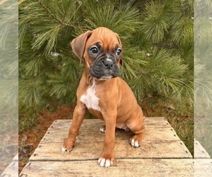 Boxer Puppy for sale in MIDDLEBURY, IN, USA