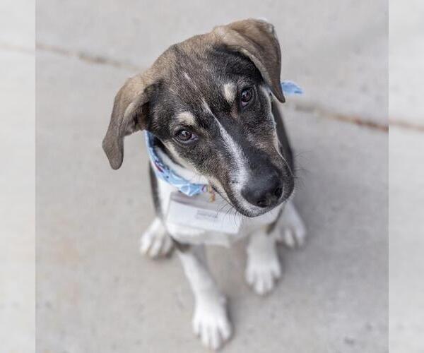 Medium Photo #12 Mutt Puppy For Sale in San Diego, CA, USA