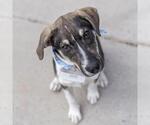 Small #11 Mutt