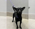 Small Chihuahua Mix