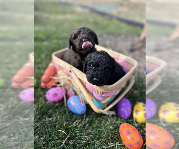 Medium Photo #1 Spanish Water Dog Puppy For Sale in NEW ALBANY, IN, USA