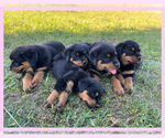 Small Photo #8 Rottweiler Puppy For Sale in COLUMBIA, TN, USA