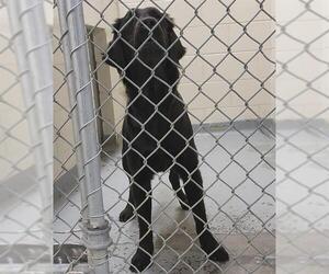 Labrador Retriever-Unknown Mix Dogs for adoption in Anchorage, AK, USA