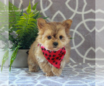 Small Photo #3 Maltipoo Puppy For Sale in GORDONVILLE, PA, USA