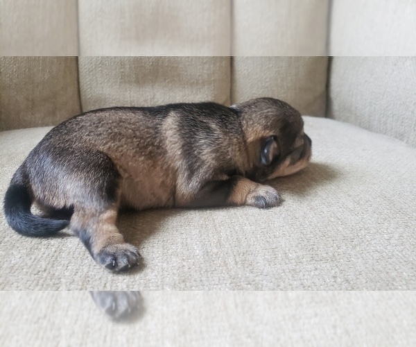 Medium Photo #18 Schnauzer (Miniature) Puppy For Sale in LEESBURG, VA, USA