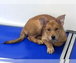 Small #2 Red Heeler Mix