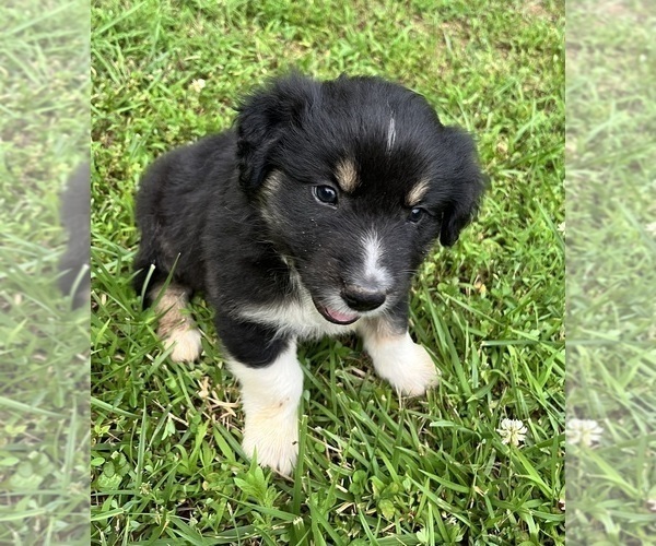 Medium Photo #4 Australian Shepherd Puppy For Sale in MEHERRIN, VA, USA