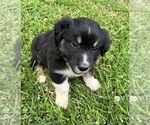 Small #3 Australian Shepherd