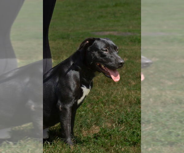 Medium Photo #2 Mutt Puppy For Sale in Abbeville, LA, USA