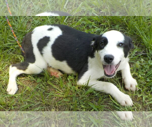 Medium Photo #1 Border Collie-Unknown Mix Puppy For Sale in Wetumpka, AL, USA