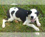 Small Border Collie Mix