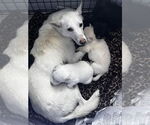 Small #3 Great Pyrenees Mix
