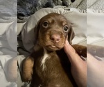 Small #2 Dachshund