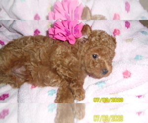 Poodle (Toy) Puppy for sale in DULUTH, GA, USA