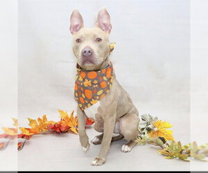 Mutt Dogs for adoption in Sanford, FL, USA