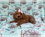 Small #1 Cockapoo (Miniature)