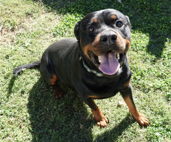 Medium Photo #4 Rottweiler Puppy For Sale in S CHARLESTON, WV, USA