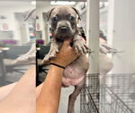 Small American Staffordshire Terrier