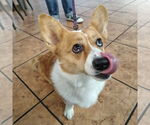 Small #2 Pembroke Welsh Corgi