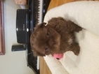 Small Photo #1 Shih Tzu Puppy For Sale in PHOENIX, AZ, USA
