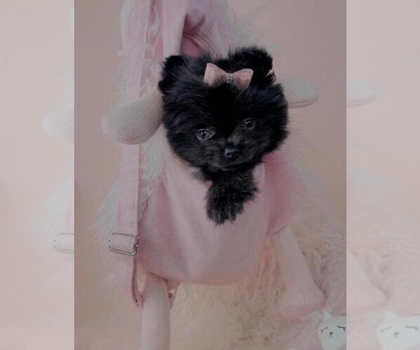 Medium Photo #36 Pomeranian Puppy For Sale in WEST PALM BEACH, FL, USA