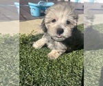 Small Photo #12 Shih-Poo Puppy For Sale in SAN DIEGO, CA, USA