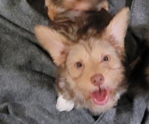YorkiePoo-Yorkshire Terrier Mix Puppy for sale in HUBER HEIGHTS, OH, USA