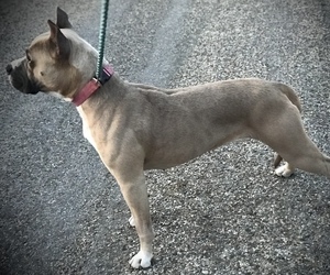 Mother of the American Bully puppies born on 09/10/2023