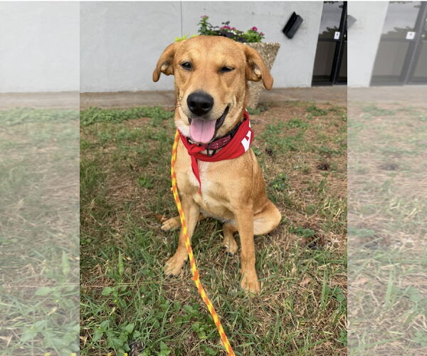 Medium Photo #6 Golden Retriever-Unknown Mix Puppy For Sale in Euless, TX, USA