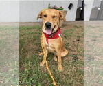 Small #5 Golden Retriever Mix