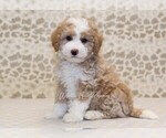 Small Photo #1 Miniature Bernedoodle Puppy For Sale in DENVER, PA, USA