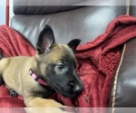 Small Photo #87 Belgian Malinois Puppy For Sale in REESEVILLE, WI, USA