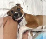 Small #1 Boxer Mix