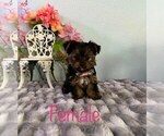 Small Photo #3 Yorkshire Terrier Puppy For Sale in SACRAMENTO, CA, USA