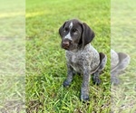 Puppy Birdie German Wirehaired Pointer