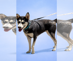 Small #3 Siberian Husky Mix