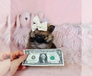 Pomeranian Puppy for sale in CONYERS, GA, USA