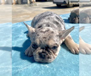 French Bulldog Puppy for sale in CHICAGO, IL, USA