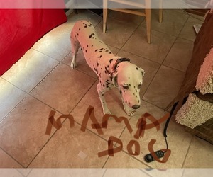 Mother of the Dalmatian puppies born on 02/17/2024