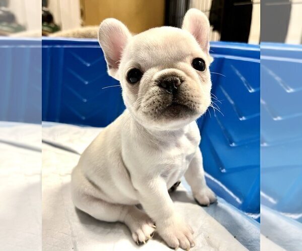 Medium Photo #6 French Bulldog Puppy For Sale in BERGENFIELD, NJ, USA