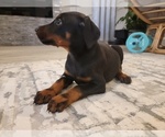 Small Photo #1 Doberman Pinscher Puppy For Sale in MONROE, NC, USA