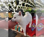 Small #2 Alaskan Klee Kai