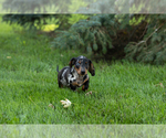Small #1 Dachshund