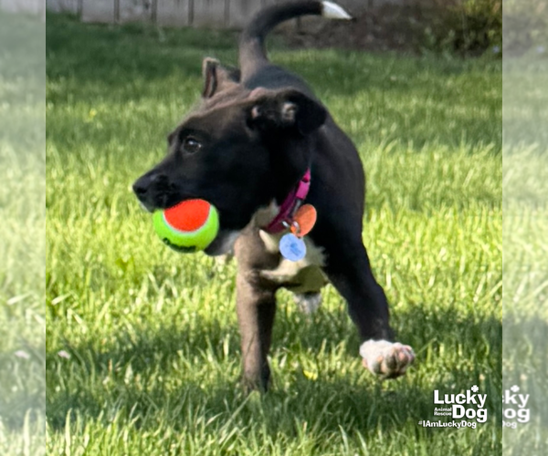 Medium Photo #3 Borador Puppy For Sale in Washington, DC, USA