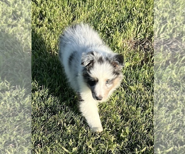 Medium Photo #20 Shetland Sheepdog Puppy For Sale in FORT MORGAN, CO, USA