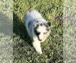 Small #19 Shetland Sheepdog