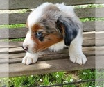 Small Photo #8 Miniature Australian Shepherd Puppy For Sale in HILLSBORO, OR, USA
