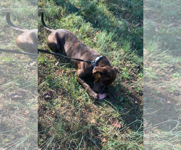 Medium Photo #4 American Pit Bull Terrier-Australian Shepherd Mix Puppy For Sale in Albemarle, NC, USA