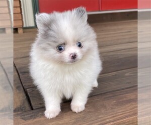 Pomeranian Puppy for sale in DALLAS, TX, USA