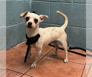 Chihuahua Dogs for adoption in Downey, CA, USA